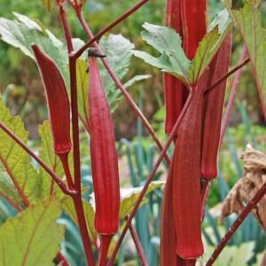 Red ladies finger vegetable seeds for planting and growing in home gardens