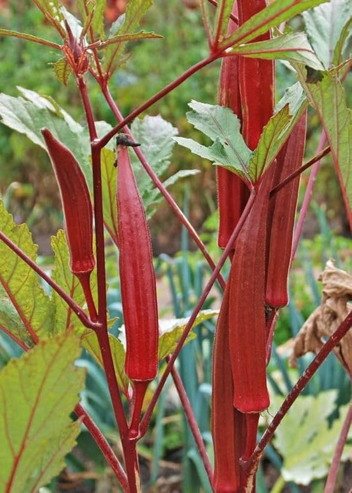 Red ladies finger vegetable seeds for planting and growing in home gardens