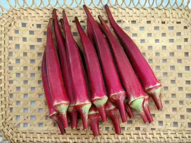 Red ladies finger (okra) vegetable seeds for planting and growing fresh, healthy red okra pods in home gardens and farms.