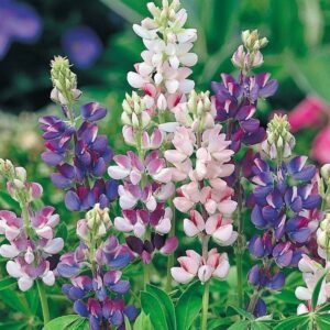 Lupin Pixie Delight Dwarf flower seeds for growing colorful compact lupin blooms in gardens, pots, and containers.