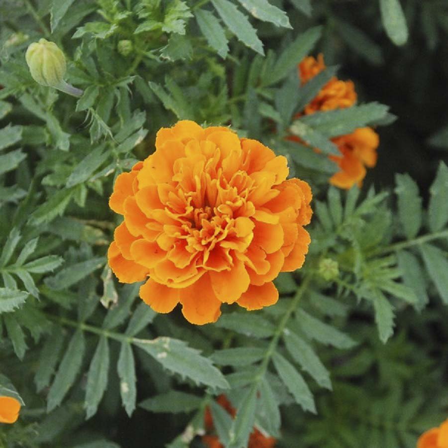 French Marigold Orange flower seeds for growing bright orange marigold blooms in gardens, pots, containers, and flower beds.