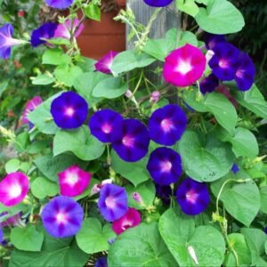 Morning Glory flower seeds for growing vibrant, colorful climbing flowers in home gardens, pots, and trellises.