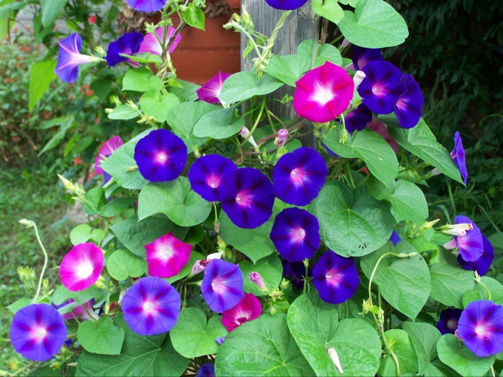 Morning Glory flower seeds for growing vibrant, colorful climbing flowers in home gardens, pots, and trellises.