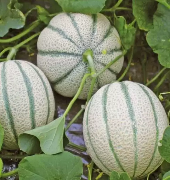 Muskmelon vegetable seeds for planting and growing fresh, sweet muskmelon fruits in home gardens and farms.