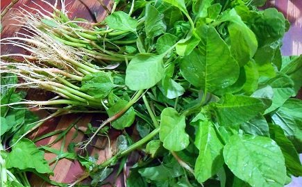 Amaranthus blitum (Mulai Keerai) spinach seeds for planting and growing fresh, healthy leafy greens in home gardens and farms.