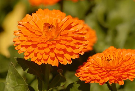 Calendula officinalis Orange - Image 3