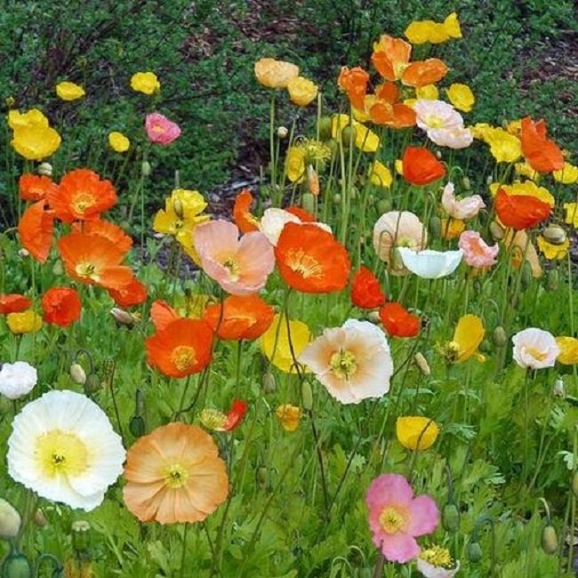 Iceland Poppy Mix - Image 2