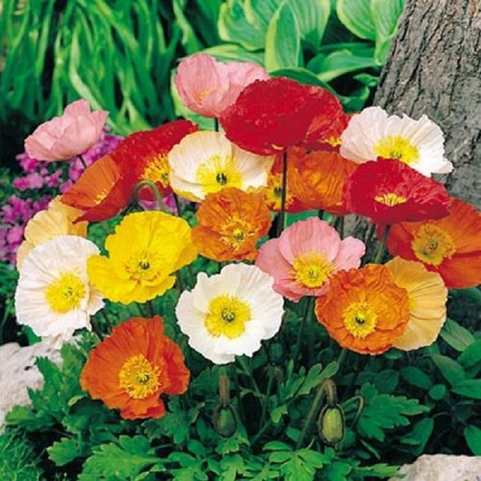 Iceland Poppy Mix - Image 3