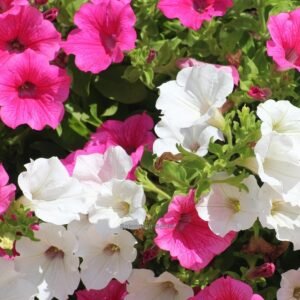 Petunia Mix white and red bicolor blooms