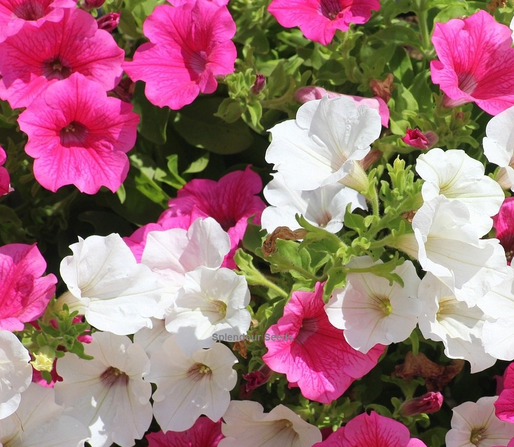 Petunia Mix white and red bicolor blooms