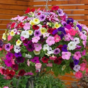 Winter Flower Seeds