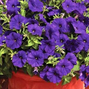 Petunia Blue flower seeds for growing vibrant blue petunia blooms in gardens, pots, containers, and hanging baskets.