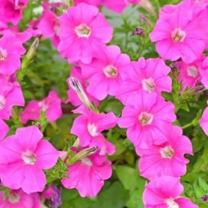 Petunia Pink flower seeds for growing beautiful pink petunia blooms in gardens, pots, containers, and hanging baskets.