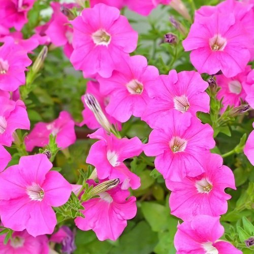 Petunia Pink flower seeds for growing beautiful pink petunia blooms in gardens, pots, containers, and hanging baskets.