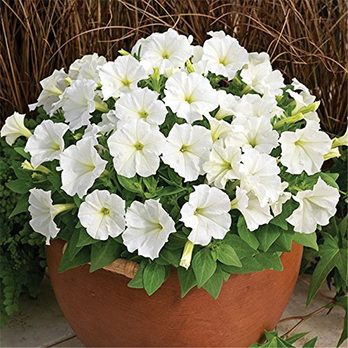 Close-up of Petunia White blooms showing elegant white trumpet-shaped flowers ideal for pots and hanging baskets.