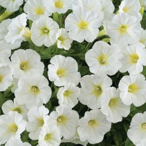 Petunia White flower seeds for growing elegant white petunia blooms in gardens, pots, containers, and hanging baskets.