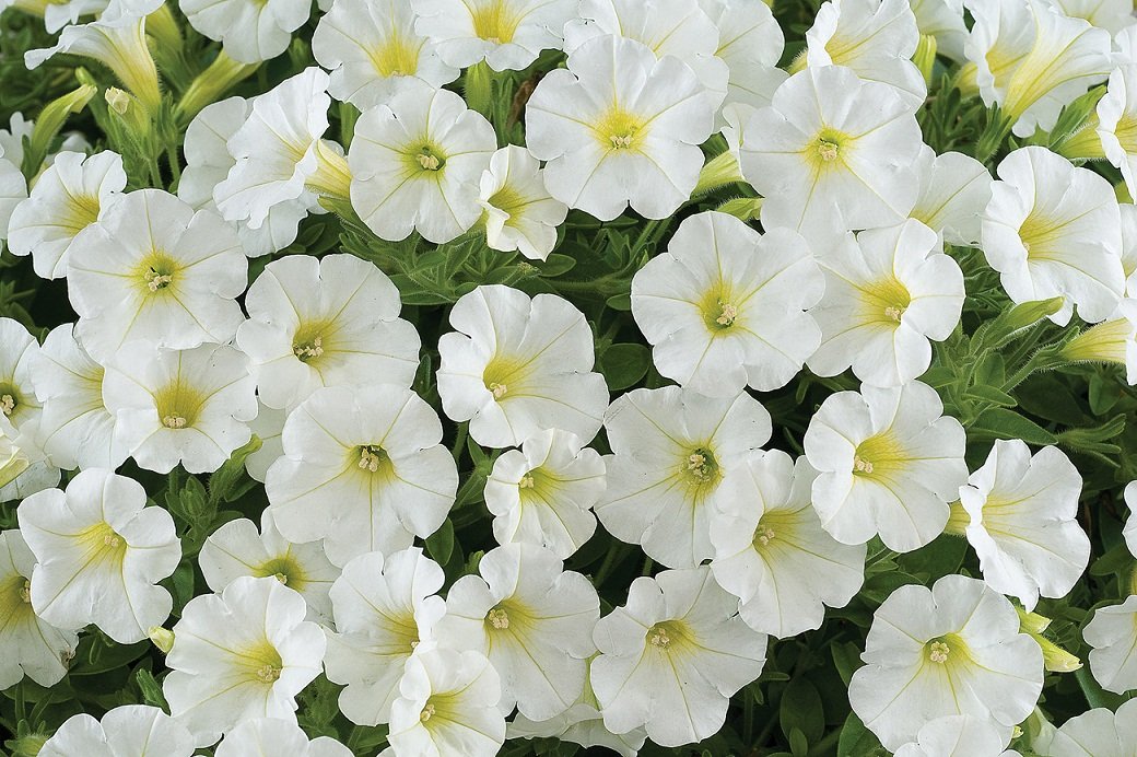 Petunia White flower seeds for growing elegant white petunia blooms in gardens, pots, containers, and hanging baskets.