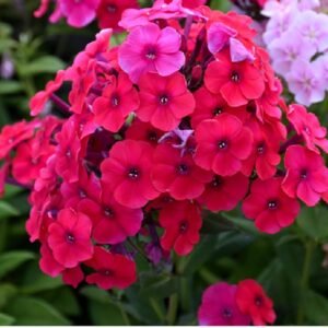 Phlox Red flower seeds for growing vibrant red phlox blooms in gardens, flower beds, pots, and containers.