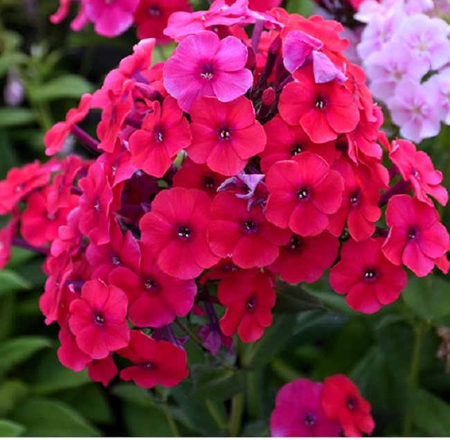 Phlox Red flower seeds for growing vibrant red phlox blooms in gardens, flower beds, pots, and containers.