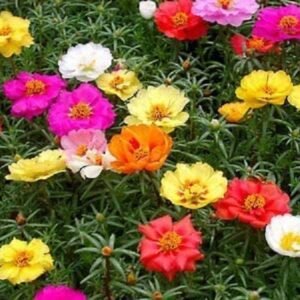 Portulaca grandiflora double flower seeds for growing colorful, double-petaled portulaca flowers in home gardens.