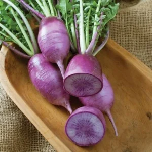 Purple radish vegetable seeds for planting and growing fresh, healthy Sango purple radishes in home gardens and farms.