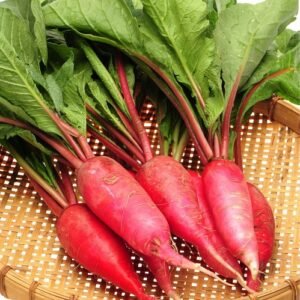 China Rose radish vegetable seeds for planting and home gardening