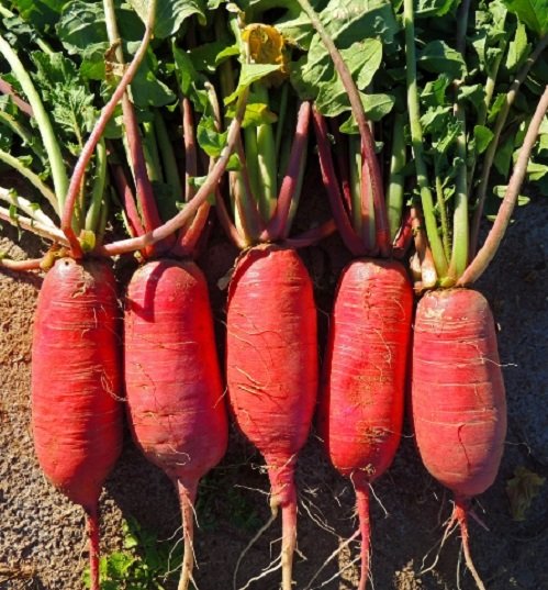 China Rose radish vegetable seeds for planting and growing fresh, healthy pink-red radish roots in home gardens and farms.