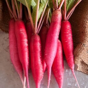 Pink radish vegetable seeds for planting and growing in home gardens