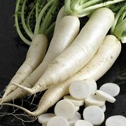 White radish vegetable seeds for planting and growing fresh, healthy long white radish roots in home gardens and farms.