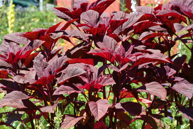 Red amaranthus spinach seeds for planting and growing fresh, healthy red amaranthus greens in home gardens and farms.