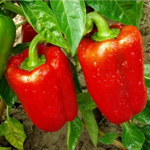 Red capsicum plant with glossy, ripening bell peppers, grown from Gardeny Seeds vegetable seeds in home gardens and farms.