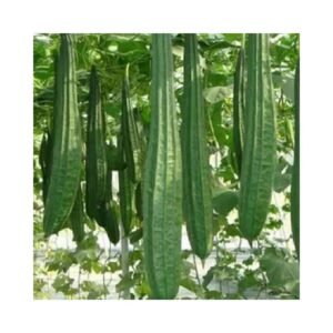Ridge gourd vegetable seeds for planting and growing in home gardens