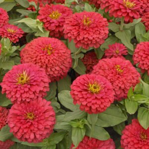 Zinnia Scarlet flower seeds for growing vibrant scarlet red zinnia flowers in home gardens and containers.