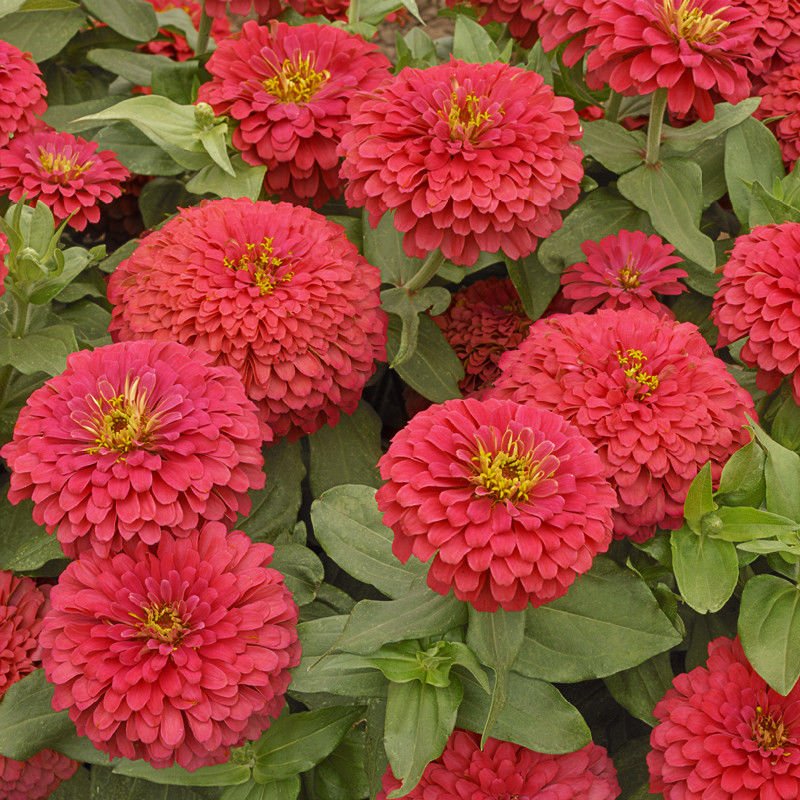 Zinnia Scarlet flower seeds for growing vibrant scarlet red zinnia flowers in home gardens and containers.
