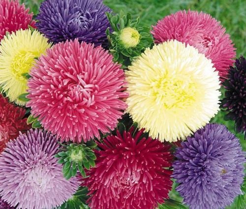 Aster formula mix - Image 2