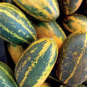 Sambar cucumber vegetable seeds for planting and growing fresh cucumber plants in home gardens and farms.