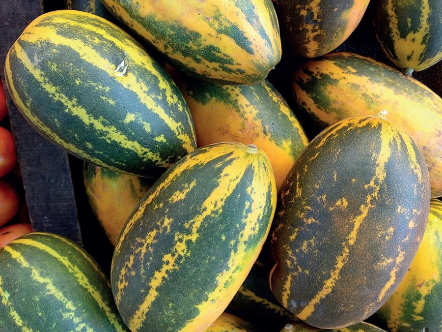 Sambar cucumber vegetable seeds for planting and growing fresh cucumber plants in home gardens and farms.