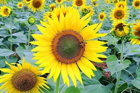 Bee pollinating a sunflower bloom grown from Gardeny Seeds sunflower seeds