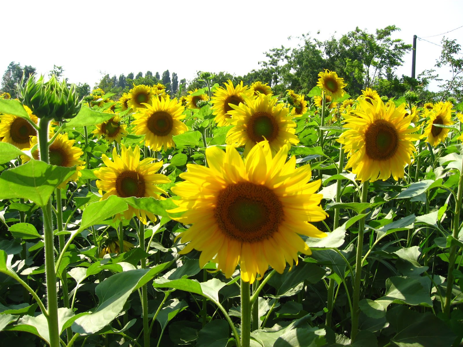 Sunflower plant with large yellow bloom in a home garden