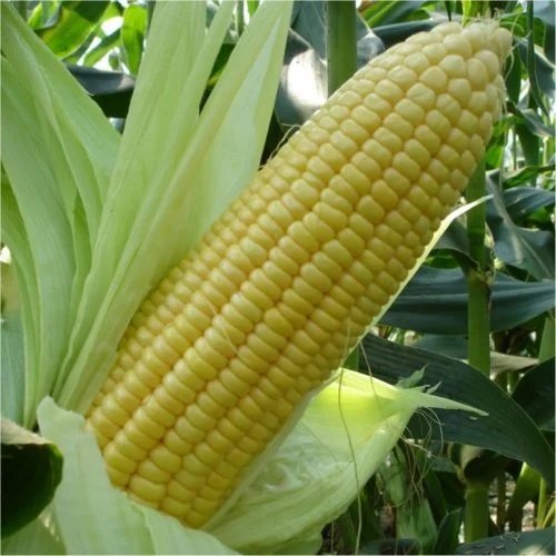 Sweet corn vegetable seeds for planting and growing fresh, healthy corn plants in home gardens and farms.