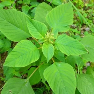 Amaranthus Tender vegetable seeds and spinach seeds for planting and home gardening