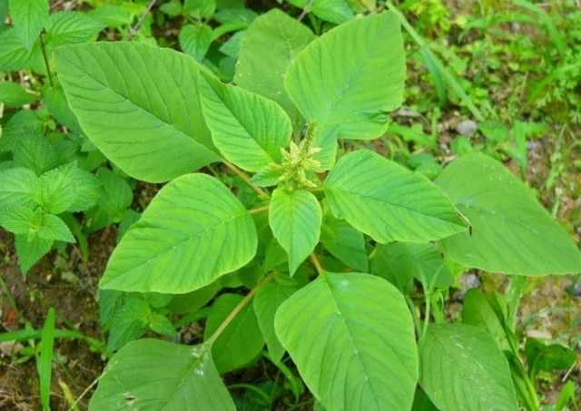 Amaranthus Tender vegetable seeds and spinach seeds for planting and home gardening