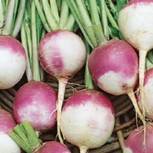 Purple Top turnip vegetable seeds for planting and home gardening