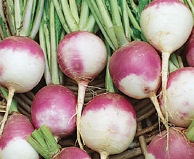 Purple Top turnip vegetable seeds for planting and home gardening