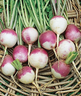Purple Top turnip vegetable seeds for planting and growing fresh, healthy turnip roots in home gardens and farms.