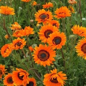 Venidium fastuosum yellow flower seeds for growing bright yellow and white-centered blooms in gardens and containers.