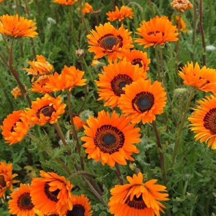 Venidium fastuosum yellow flower seeds for growing bright yellow and white-centered blooms in gardens and containers.