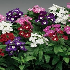 Verbena Mix flower seeds for growing colorful verbena blooms in gardens, flower beds, pots, and containers.