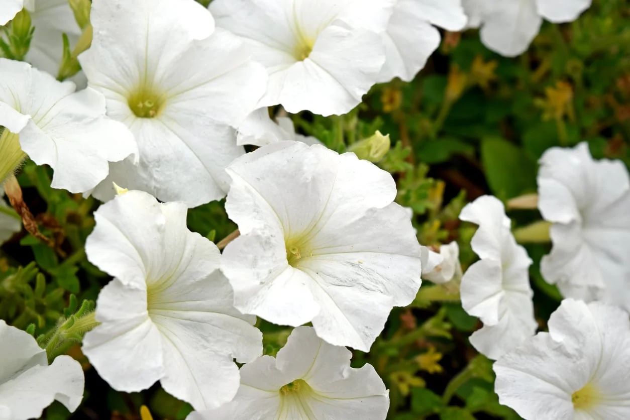 Petunia White plants in full bloom, covering garden beds and containers with pure white flowers.