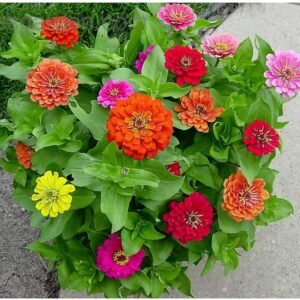 Zinnia Dahlia Mix flower seeds for growing colorful, dahlia-flowered zinnia blooms in gardens, pots, and containers.